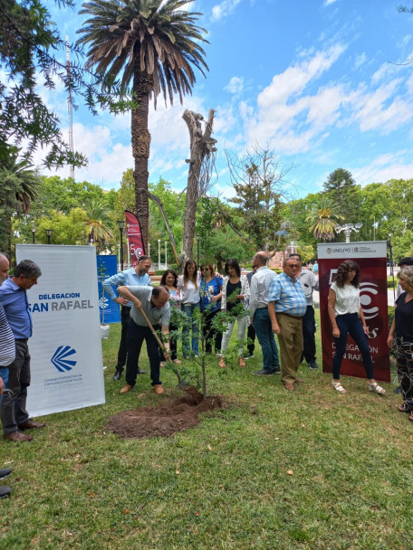 imagen Se plantaron los árboles n.° 29 y 30 en la plaza San Martín de San Rafael