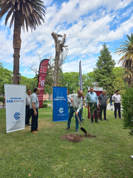 imagen Se plantaron los árboles n.° 29 y 30 en la plaza San Martín de San Rafael