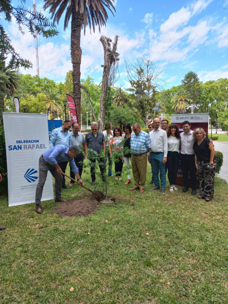 imagen Se plantaron los árboles n.° 29 y 30 en la plaza San Martín de San Rafael