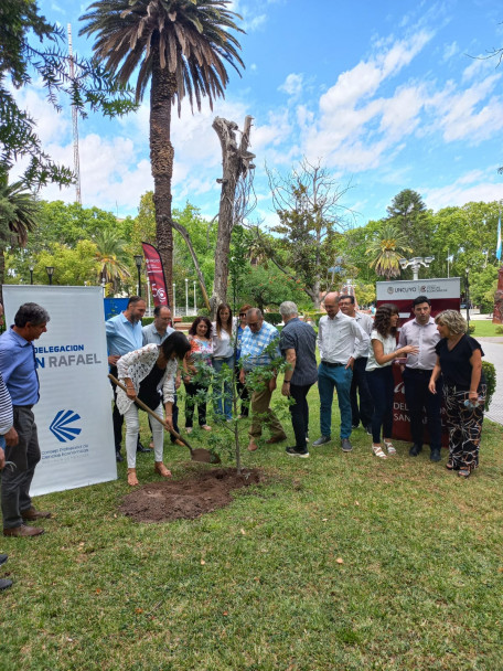 imagen Se plantaron los árboles n.° 29 y 30 en la plaza San Martín de San Rafael