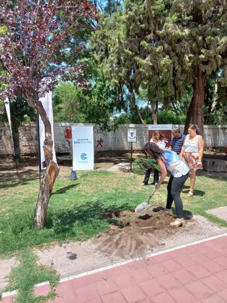 imagen Se realizó la plantación de tres nuevos árboles en San Rafael