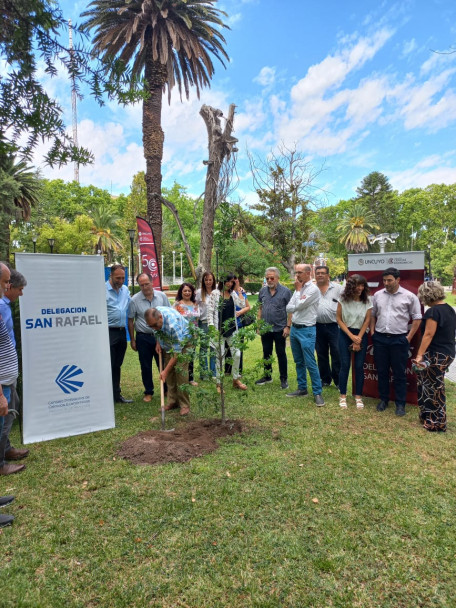 imagen Se plantaron los árboles n.° 29 y 30 en la plaza San Martín de San Rafael