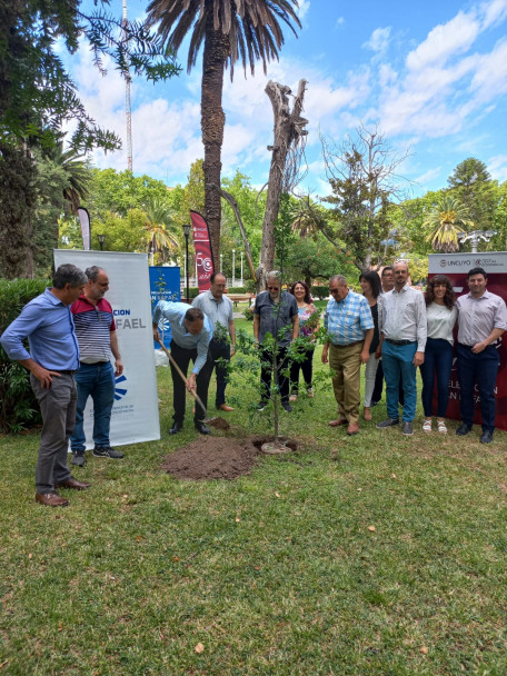 imagen Se plantaron los árboles n.° 29 y 30 en la plaza San Martín de San Rafael