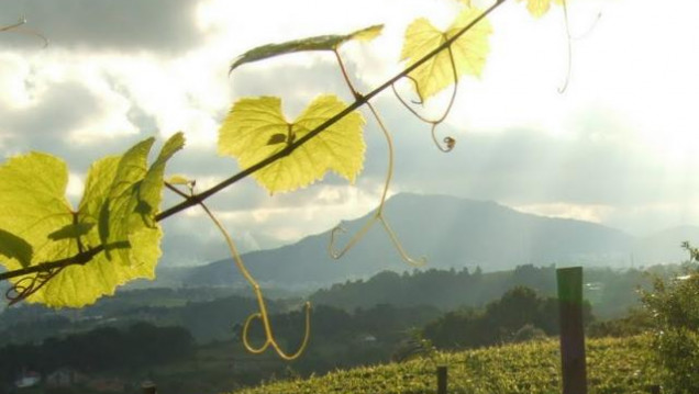 imagen Presentarán investigación sobre el impacto de la vitivinicultura nacional