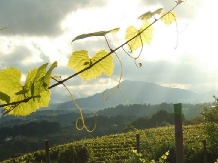 imagen Presentarán investigación sobre el impacto de la vitivinicultura nacional