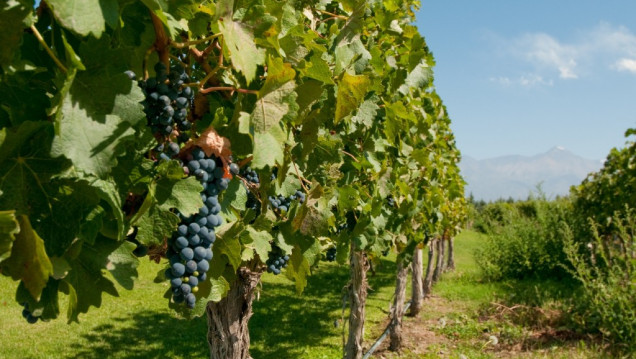 imagen El rol de la universidad en el desarrollo sostenible de la vitivinicultura