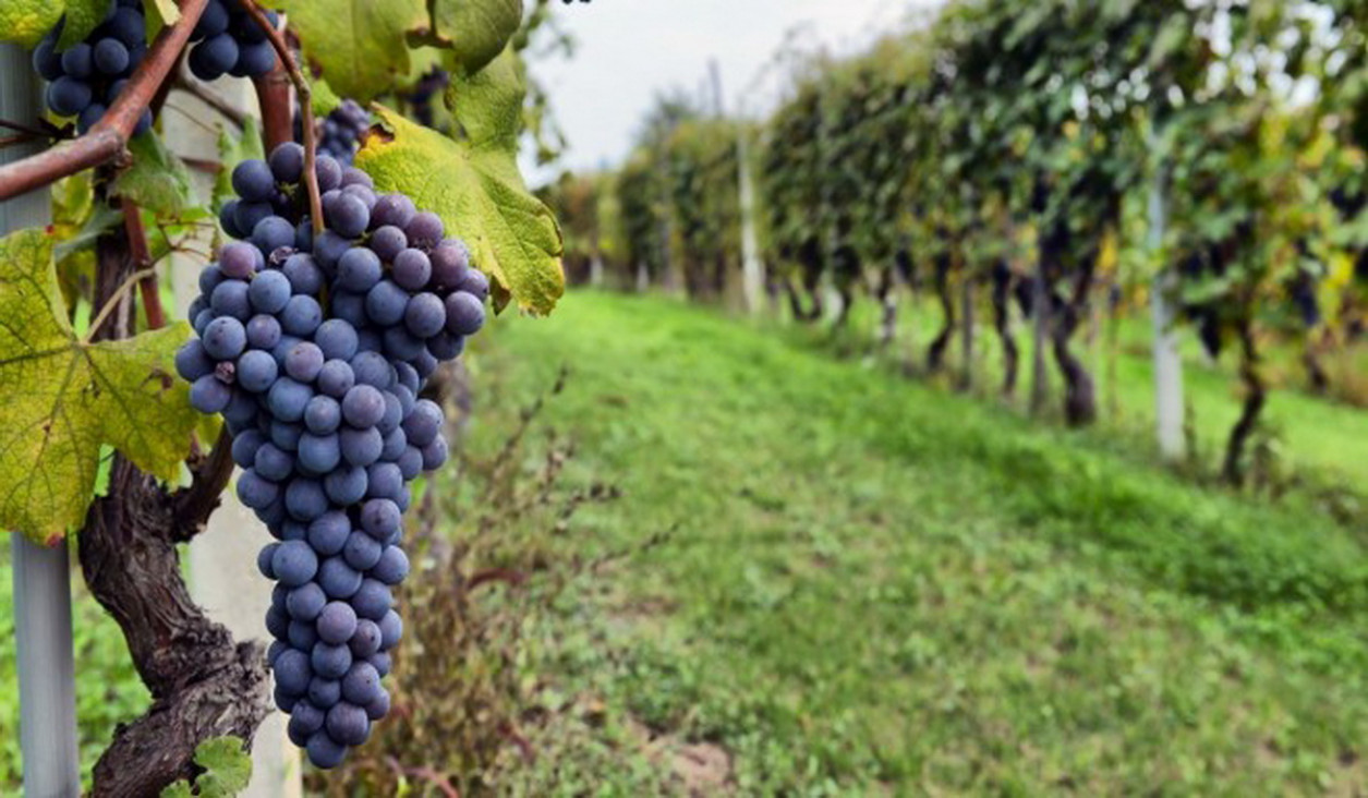 imagen Jornada Virtual: "Derecho de la Vid y el vino en época de pandemia" 